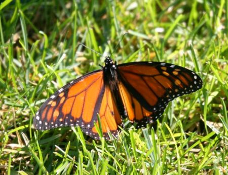 butterfly-in-grasslt.jpg